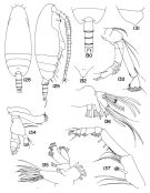 Espce Scaphocalanus brevirostris - Planche 2 de figures morphologiques
