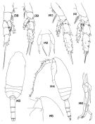 Species Scaphocalanus brevirostris - Plate 3 of morphological figures