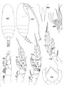 Espce Scolecithrix valens - Planche 1 de figures morphologiques