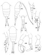 Espce Lucicutia clausi - Planche 6 de figures morphologiques