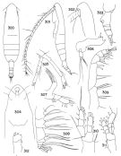 Espce Euaugaptilus diminutus - Planche 1 de figures morphologiques