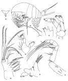Espce Zenkevitchiella atlantica - Planche 1 de figures morphologiques