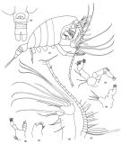 Espce Temorites discoveryae - Planche 1 de figures morphologiques