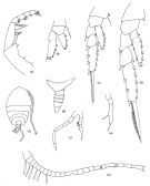 Espce Temorites discoveryae - Planche 2 de figures morphologiques