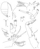 Espce Brodskius confusus - Planche 1 de figures morphologiques