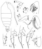 Espce Chiridiella subaequalis - Planche 2 de figures morphologiques