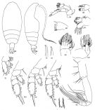 Espce Chiridiella kuniae - Planche 1 de figures morphologiques