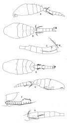 Species Oithona dissimilis - Plate 1 of morphological figures
