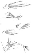 Espce Oithona dissimilis - Planche 2 de figures morphologiques