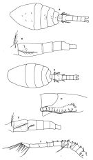 Espce Oithona hebes - Planche 1 de figures morphologiques