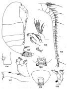 Espce Brachycalanus ordinarius - Planche 1 de figures morphologiques
