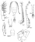 Species Isias tropica - Plate 1 of morphological figures