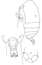 Espce Griceus buskeyi - Planche 1 de figures morphologiques