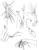 Espce Griceus buskeyi - Planche 4 de figures morphologiques