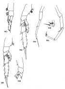 Espce Talacalanus sp.2 - Planche 2 de figures morphologiques