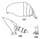 Espce Parundinella emarginata - Planche 1 de figures morphologiques