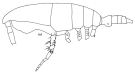 Espce Spinocalanus abyssalis - Planche 4 de figures morphologiques