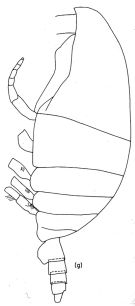 Espce Spinocalanus polaris - Planche 4 de figures morphologiques