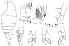 Espce Mimocalanus inflatus - Planche 1 de figures morphologiques