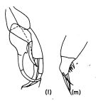 Espce Racovitzanus levis - Planche 1 de figures morphologiques