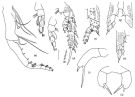 Species Pseudoamallothrix laminata - Plate 3 of morphological figures