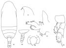 Espce Scolecithricella unispinosa - Planche 1 de figures morphologiques