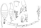 Espce Lucicutia parva - Planche 1 de figures morphologiques
