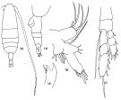 Espce Euaugaptilus longiseta - Planche 2 de figures morphologiques