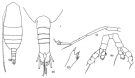 Espce Euaugaptilus niveus - Planche 3 de figures morphologiques