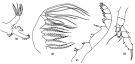 Espce Euaugaptilus sarsi - Planche 2 de figures morphologiques