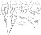 Espce Zenkevitchiella atlantica - Planche 2 de figures morphologiques