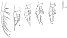 Espce Disco inflatus - Planche 3 de figures morphologiques