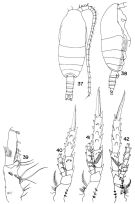 Espce Spinocalanus spinosus - Planche 2 de figures morphologiques