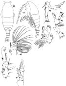 Espce Spinocalanus usitatus - Planche 3 de figures morphologiques