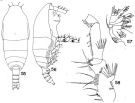Espce Spinocalanus hoplites - Planche 1 de figures morphologiques