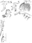 Espce Spinocalanus polaris - Planche 5 de figures morphologiques
