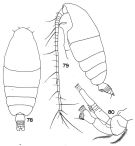 Espce Chiridiella bispinosa - Planche 2 de figures morphologiques