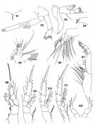 Espce Brodskius paululus - Planche 2 de figures morphologiques
