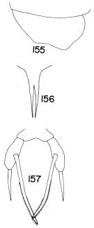 Espce Scaphocalanus longifurca - Planche 3 de figures morphologiques