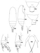Espce Scaphocalanus acuminatus - Planche 1 de figures morphologiques