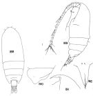 Espce Amallothrix lobophora - Planche 1 de figures morphologiques