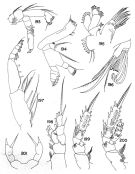 Espce Amallothrix lobophora - Planche 2 de figures morphologiques
