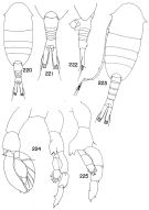 Espce Lucicutia paraclausi - Planche 2 de figures morphologiques