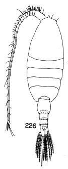 Espce Heterorhabdus spinifer - Planche 5 de figures morphologiques