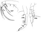 Espce Paraheterorhabdus (Paraheterorhabdus) vipera - Planche 6 de figures morphologiques