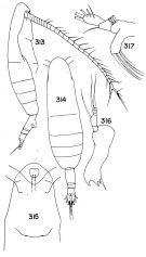 Espce Euaugaptilus unisetosus - Planche 1 de figures morphologiques