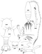 Espce Haloptilus paralongicirrus - Planche 3 de figures morphologiques