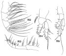 Espce Haloptilus paralongicirrus - Planche 4 de figures morphologiques