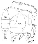 Espce Temorites minor - Planche 2 de figures morphologiques