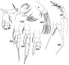 Espce Temorites minor - Planche 3 de figures morphologiques